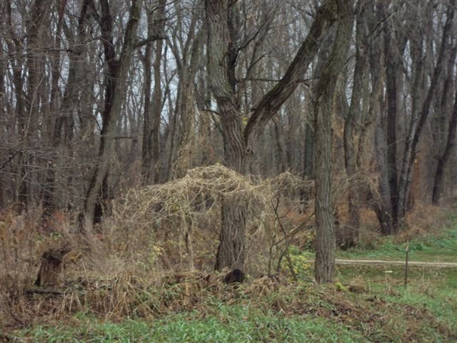 Property photo 3 - 62.7 Acres in 2 Tracts - Recreation and Potential Building Sites
